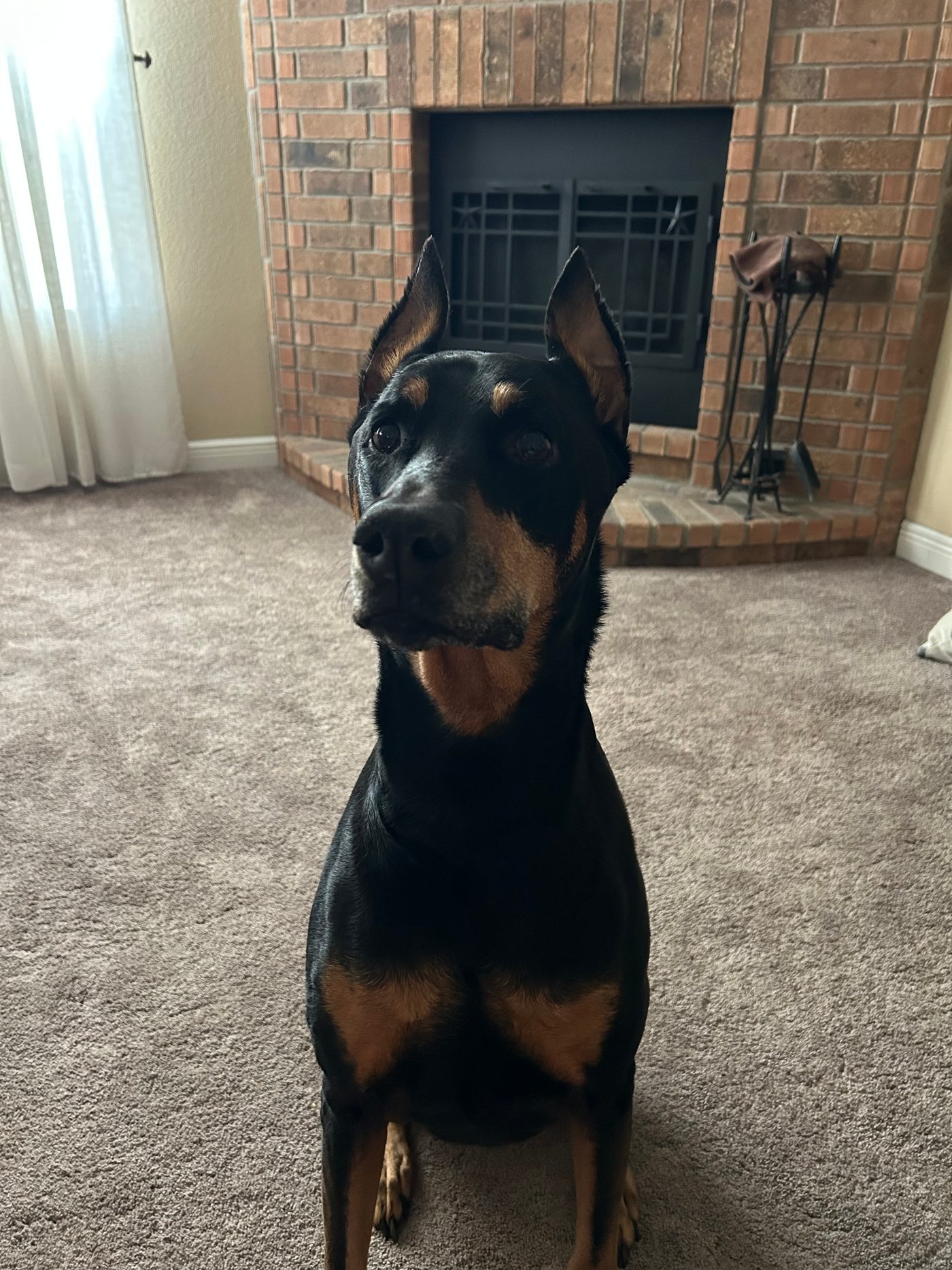 Zion the Doberman sitting at attention