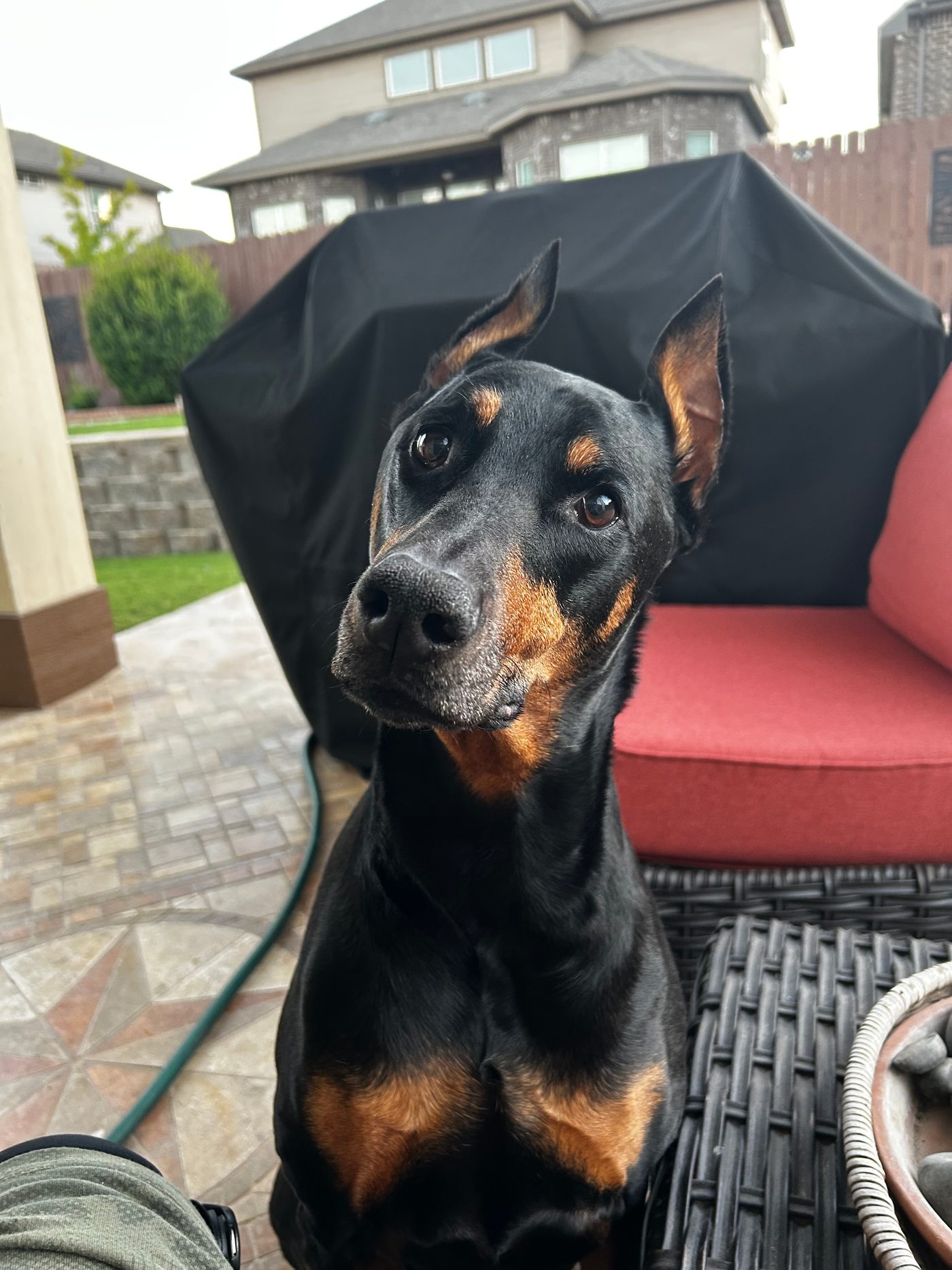 Zion with a curious head tilt